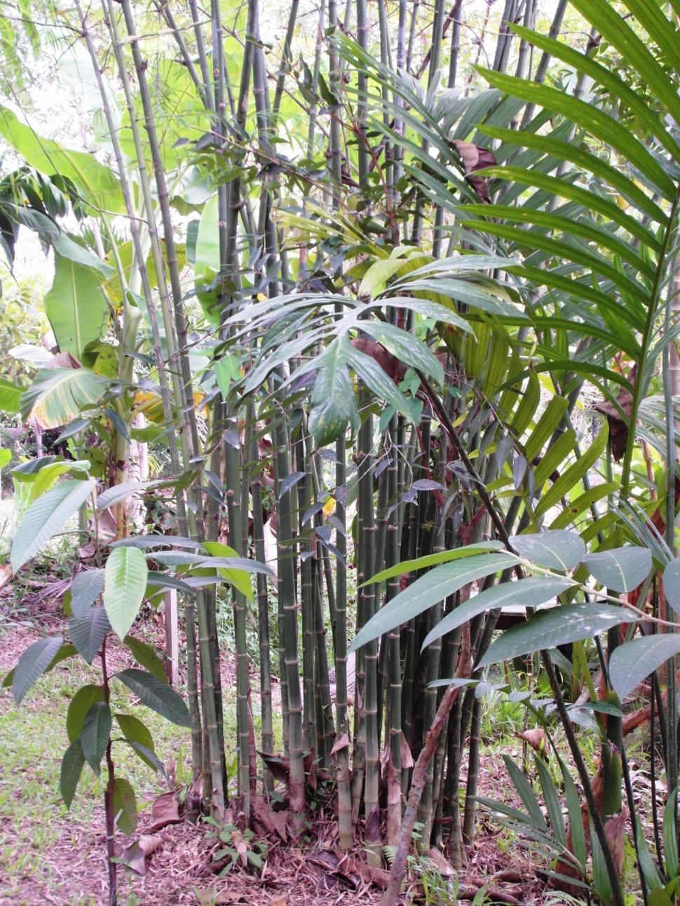 Free Image of Bamboo 