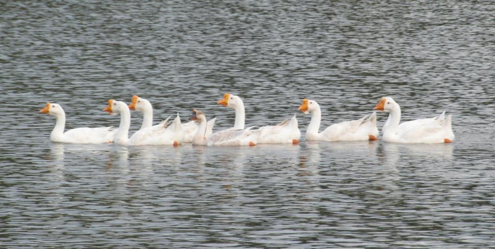 Free Image of Ducks in a Row 