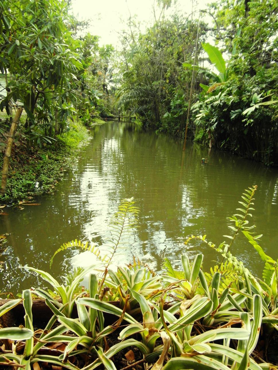 Free Image of Jungle River 