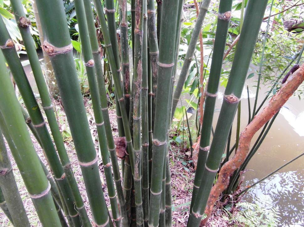 Free Image of Green Bamboo 