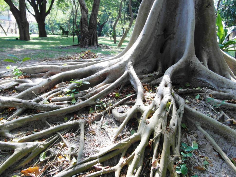 Free Image of Long Tropical Tree Roots 