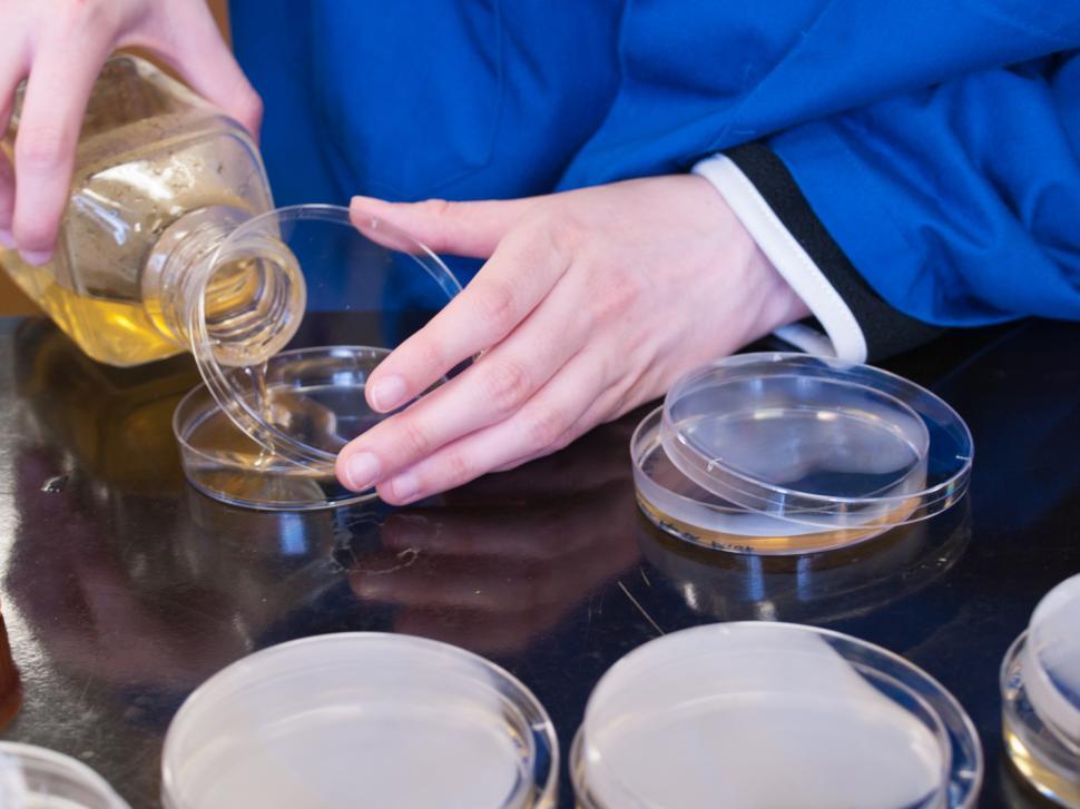 Free Image of Petri Plates 