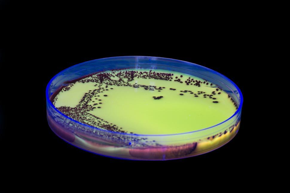 Free Image of Bacteria 