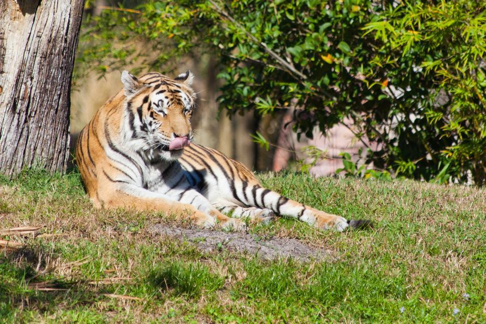 Free Image of Tiger 