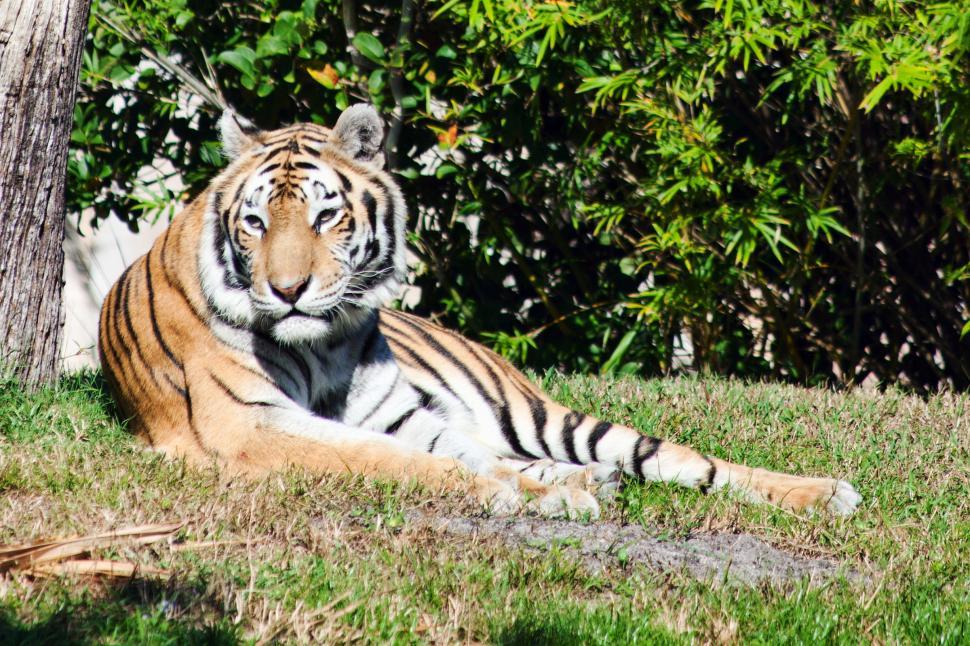 Free Image of Tiger 