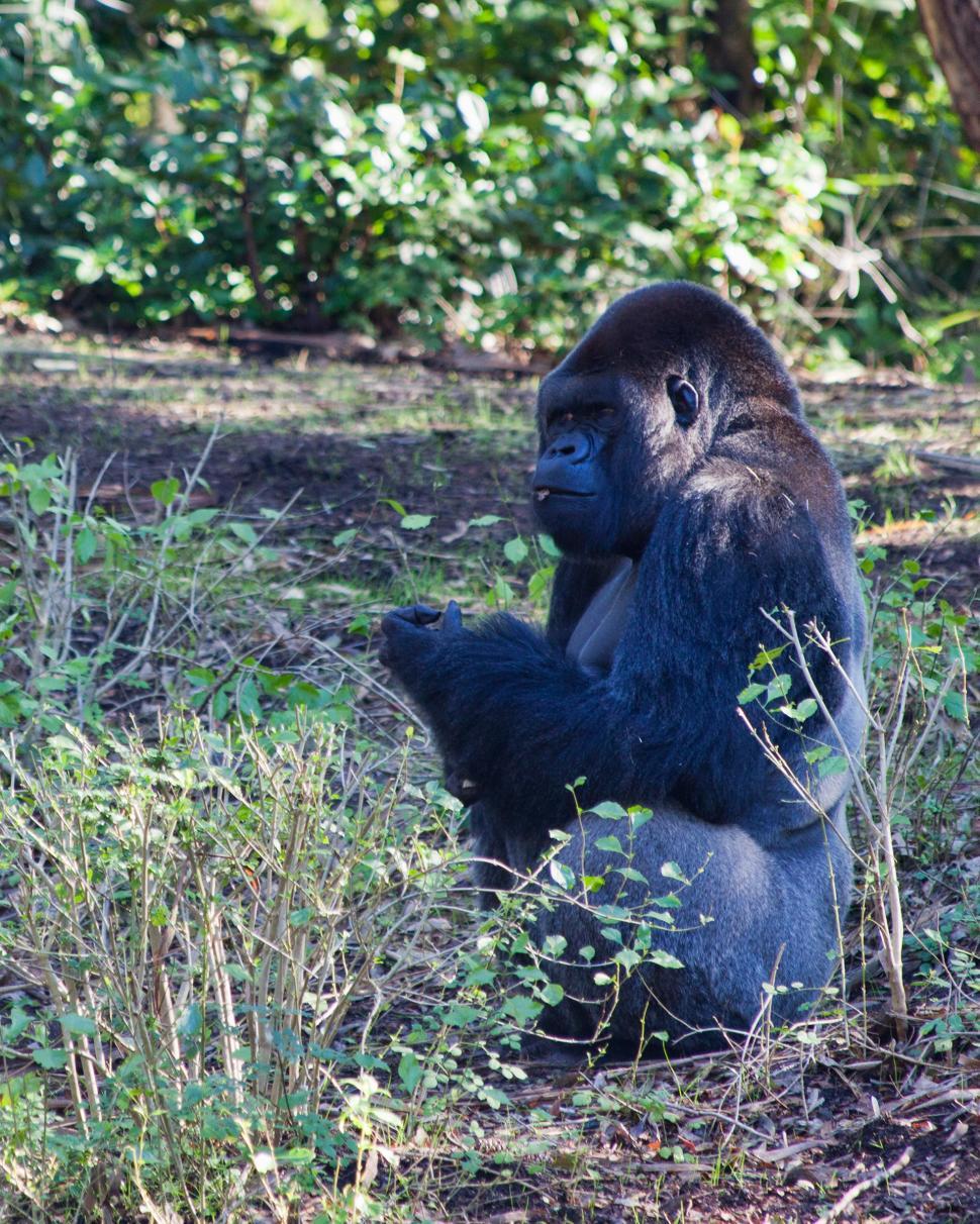 Free Image of Gorilla 