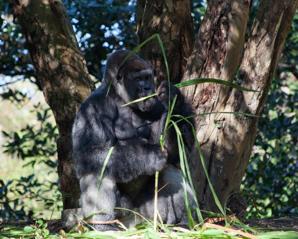 Free Image of Gorilla 