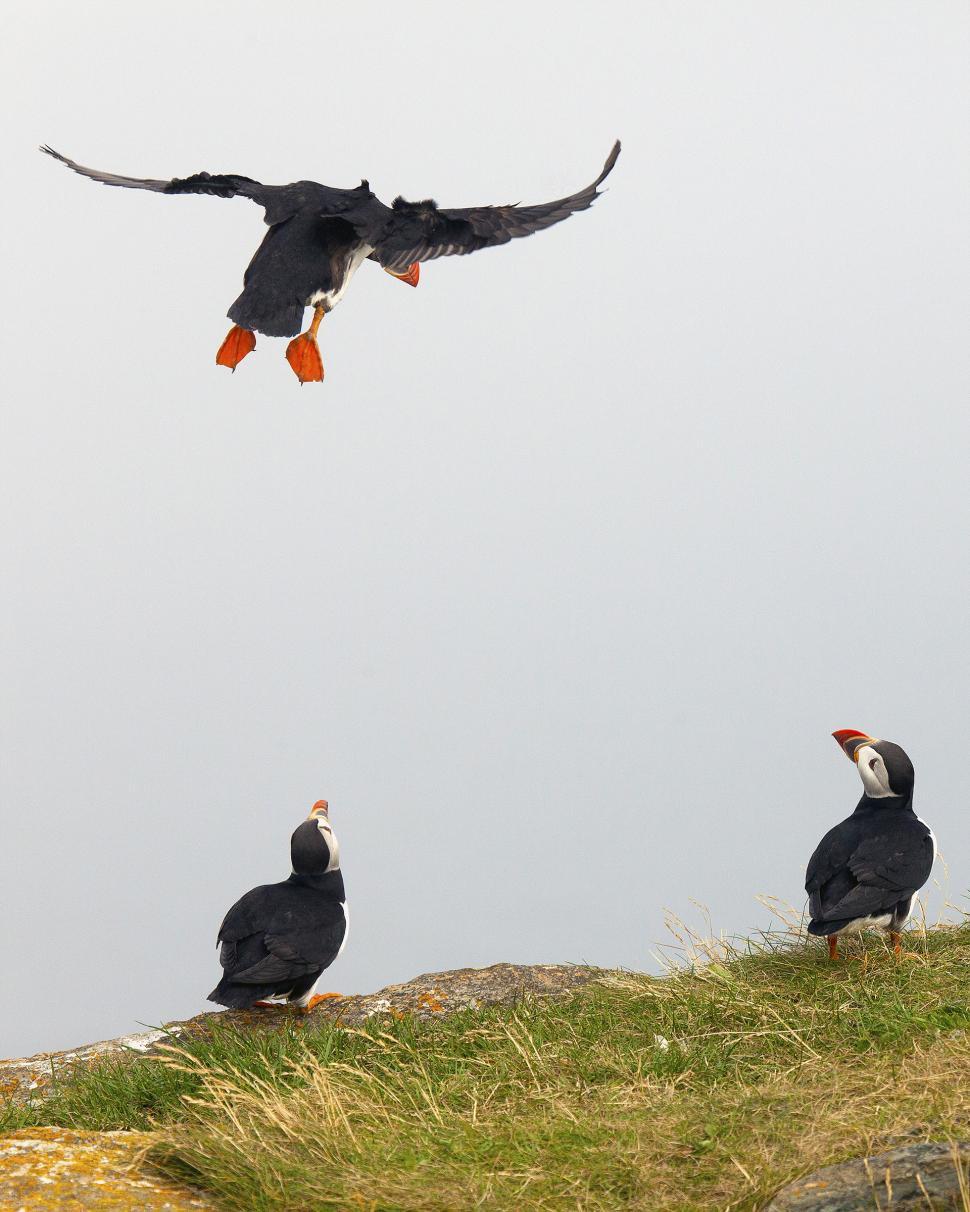 Free Image of Puffin 