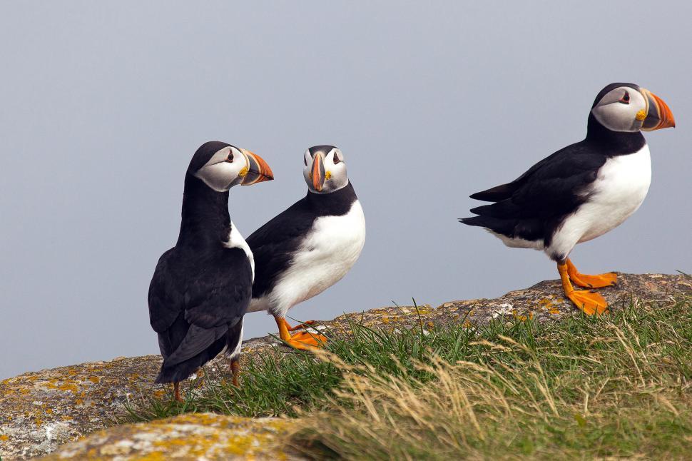 Free Image of Puffin 