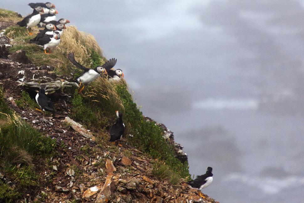 Free Image of Puffin 