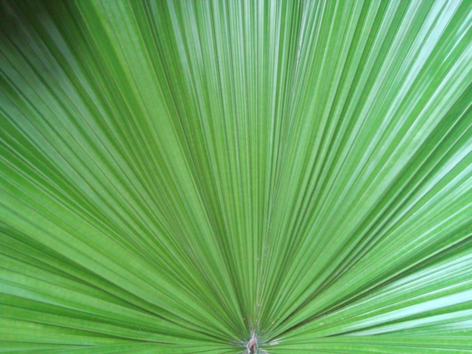 Free Image of Palm Leaf Background 