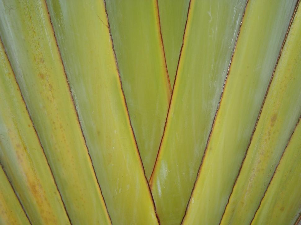 Free Image of Palm Leaf Background 