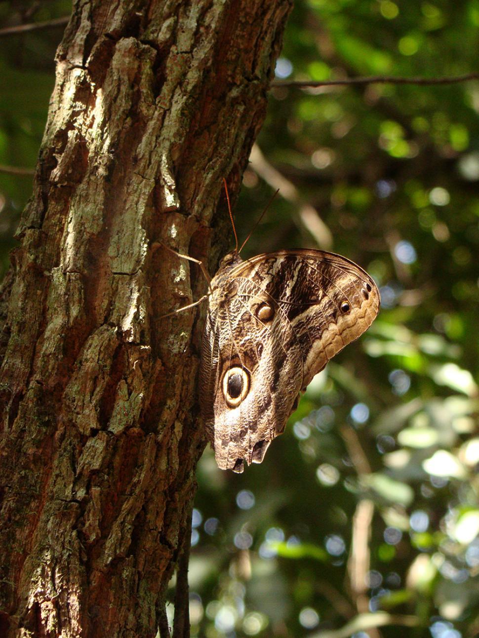 Free Image of Mimetic wings 