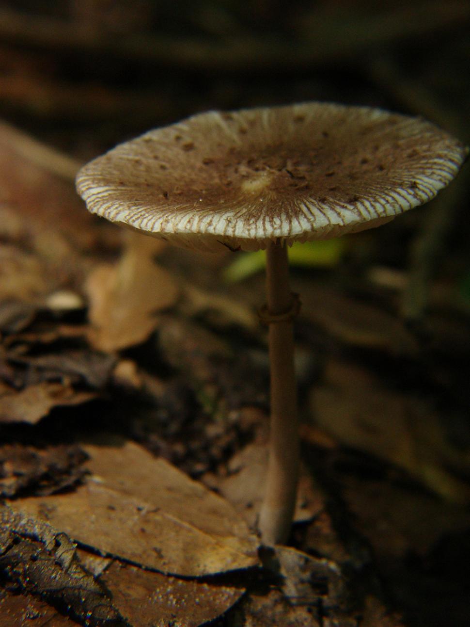 Free Image of Close Up of Mushroom on Ground 
