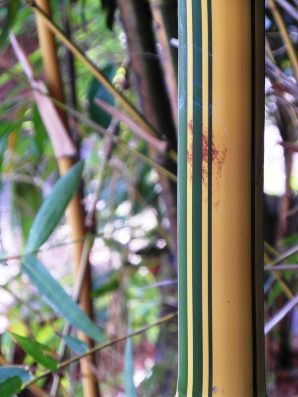 Free Image of Golden Striped Bamboo Detail 