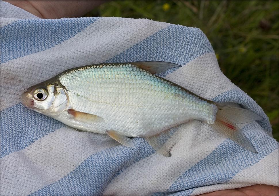 Free Image of Fish Laying on Blue and White Towel 