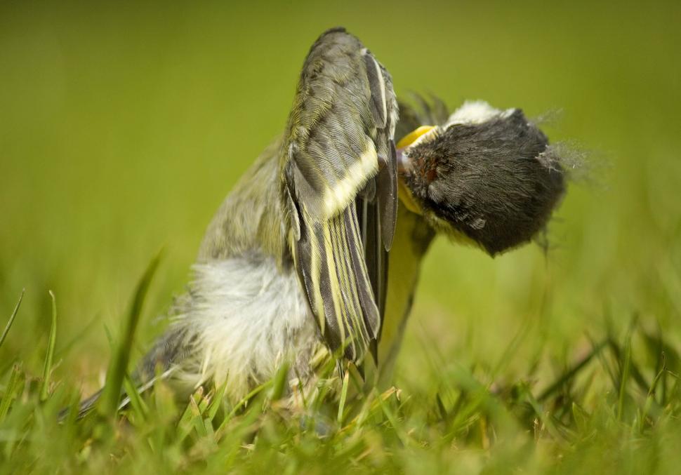Free Image of Bird Pecking in Grass 
