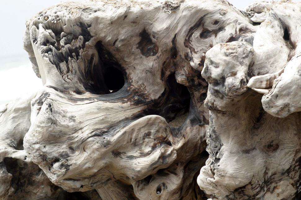 Free Image of Driftwood on Beach Shoreline 