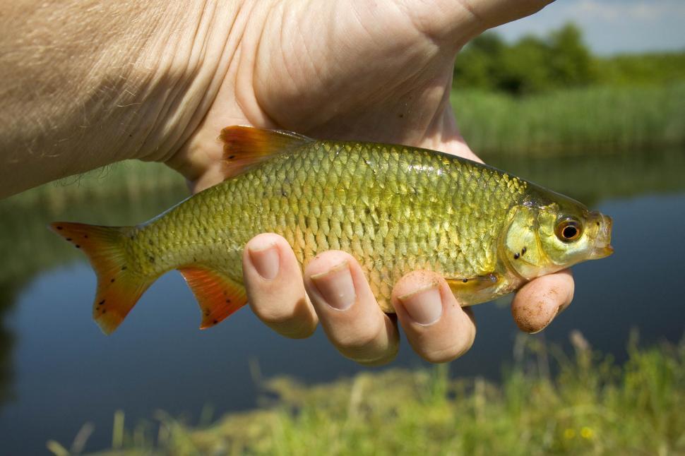 Free Image of Person Holding Small Fish in Hand 