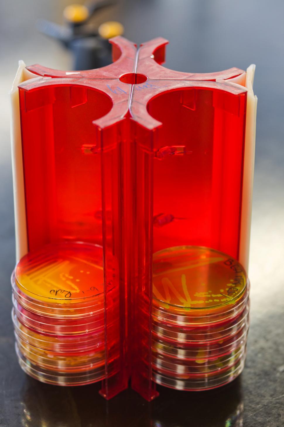 Free Image of Microbiology 