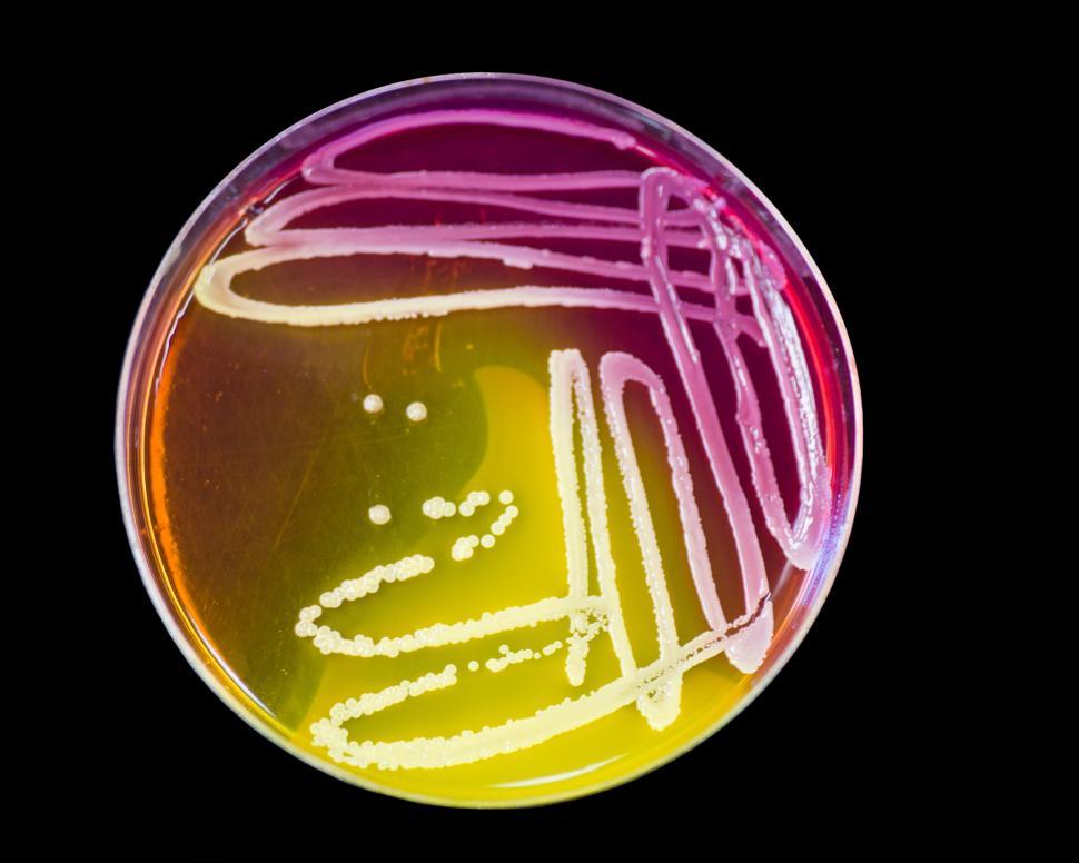 Free Image of Microbiology 