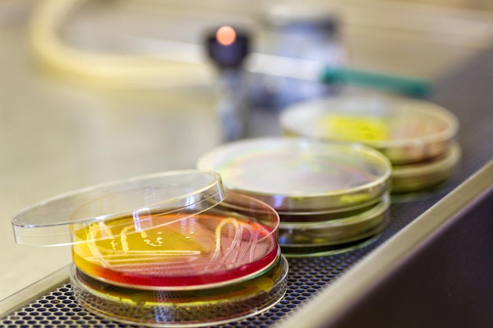 Free Image of Microbiology 