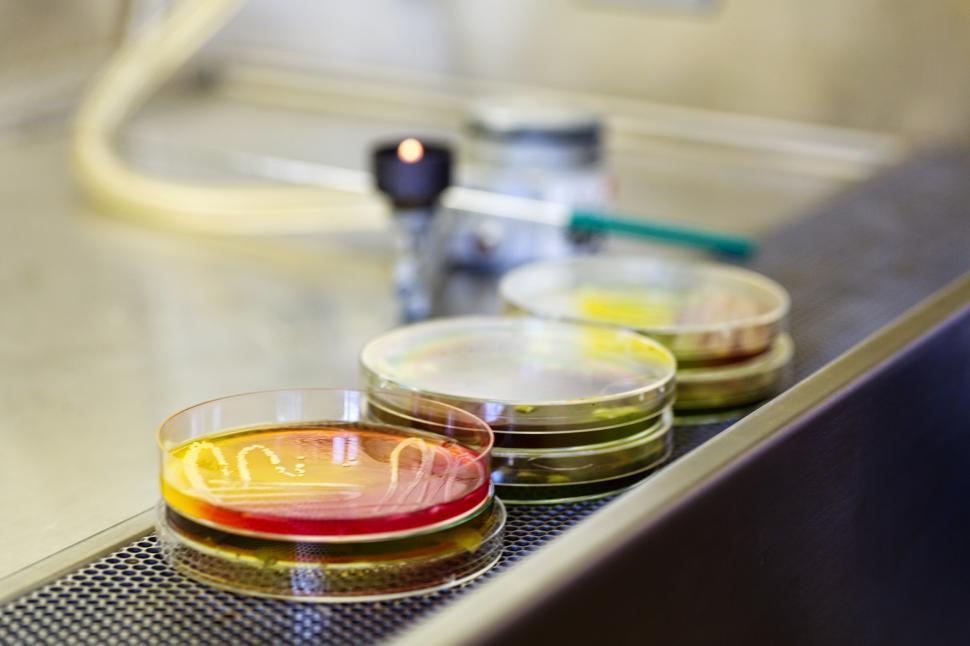 Free Image of Microbiology 
