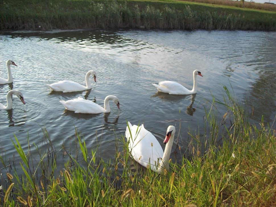 Free Image of Cigni - Swans 