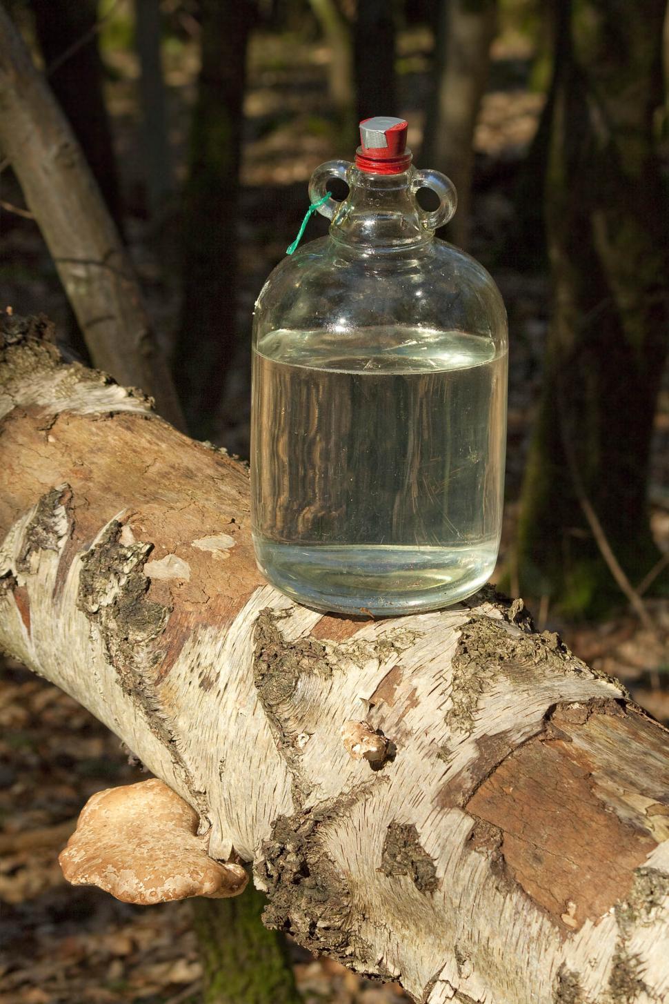 Free Image of Birch sap 
