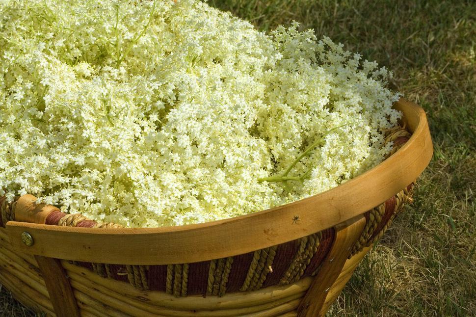 Free Image of Basket Filled With Green Plants 