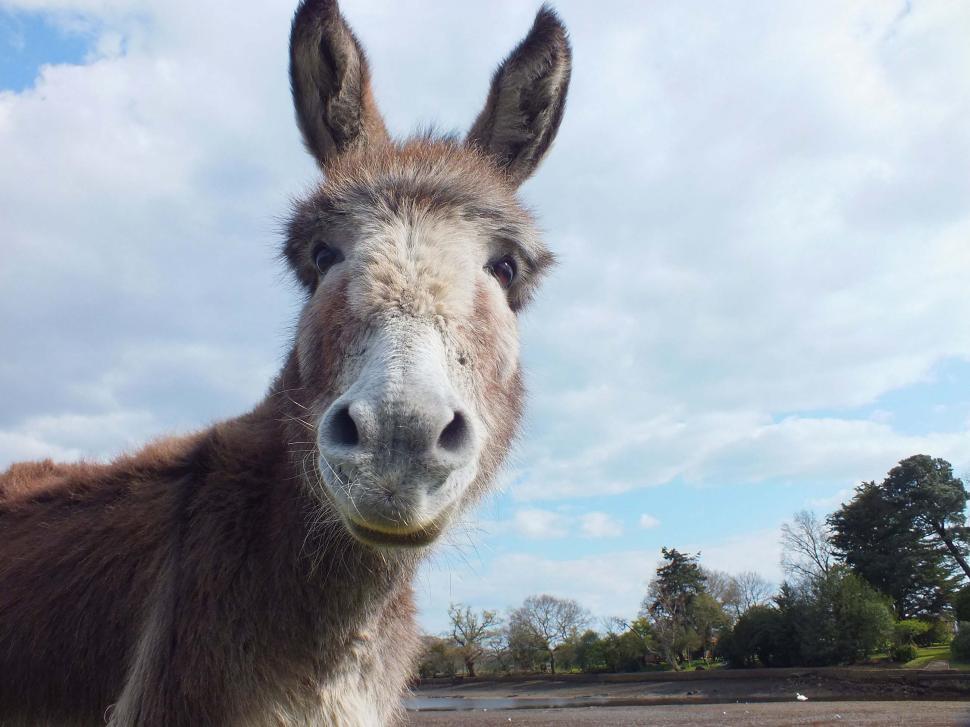 Free Image of New Forest, England 