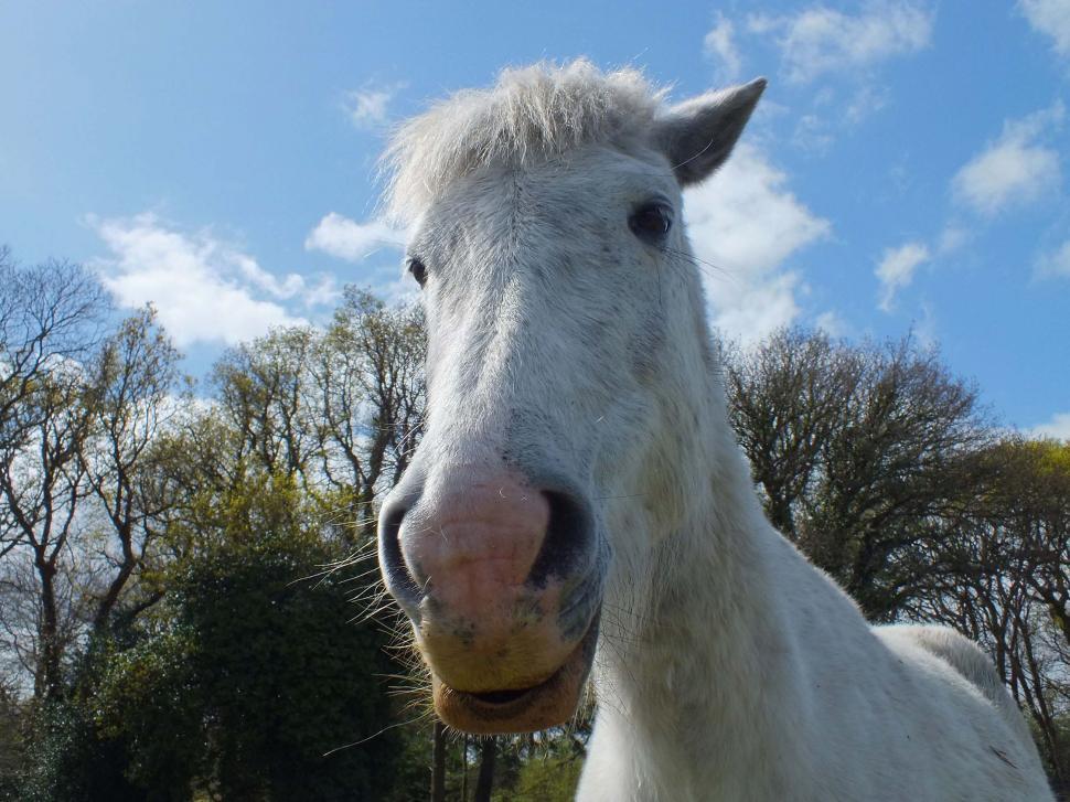 Free Image of New Forest, Englandnew forest pony 