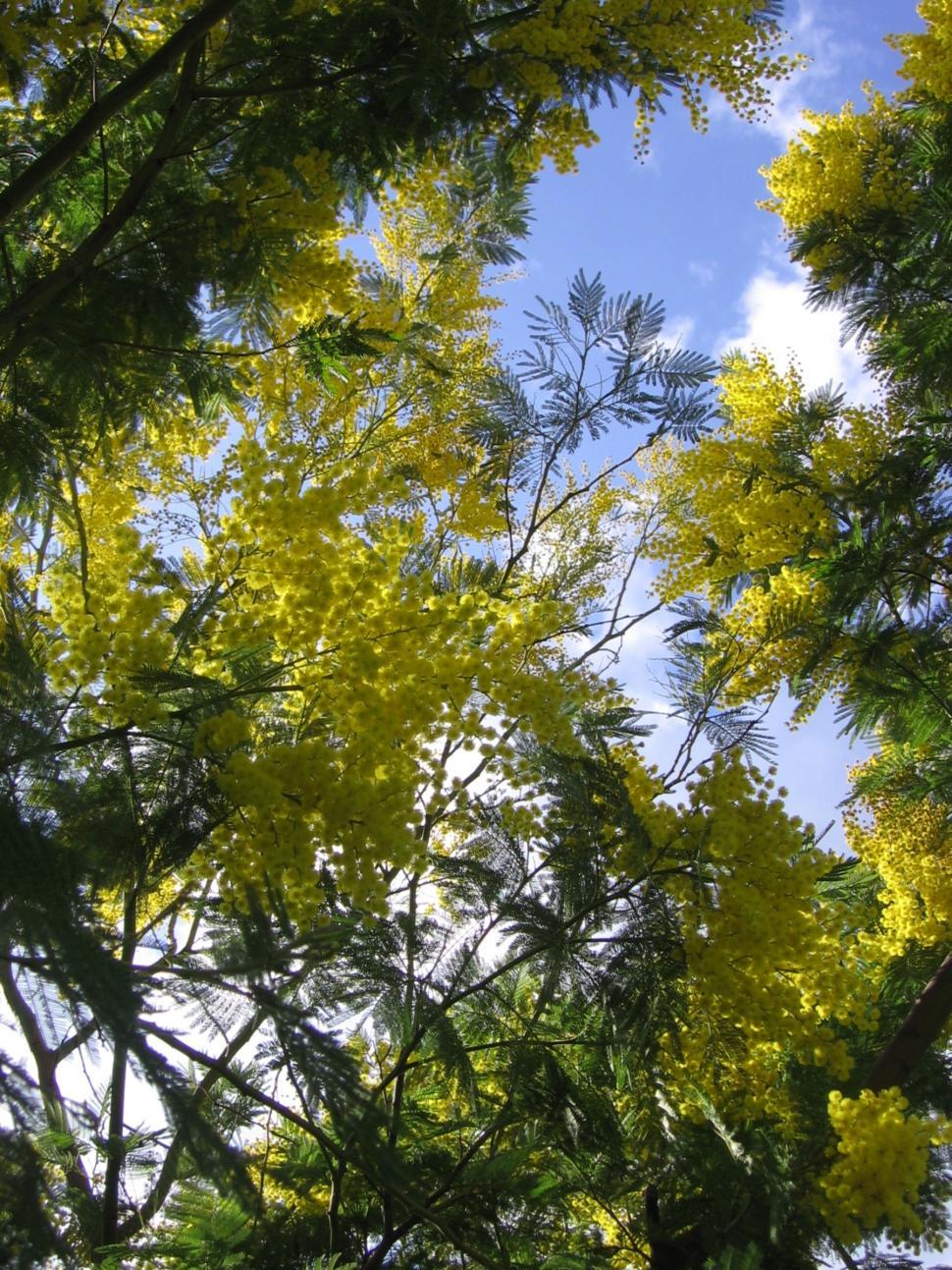 Free Image of Mimosas 