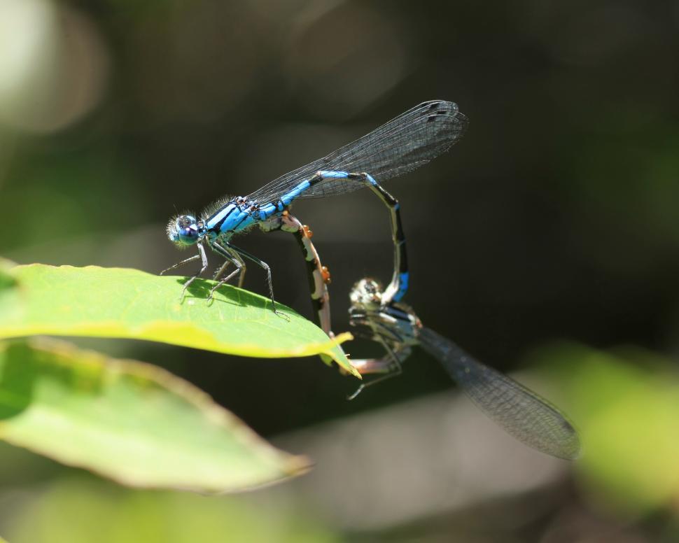 Free Image of Common Blue Damselfly 