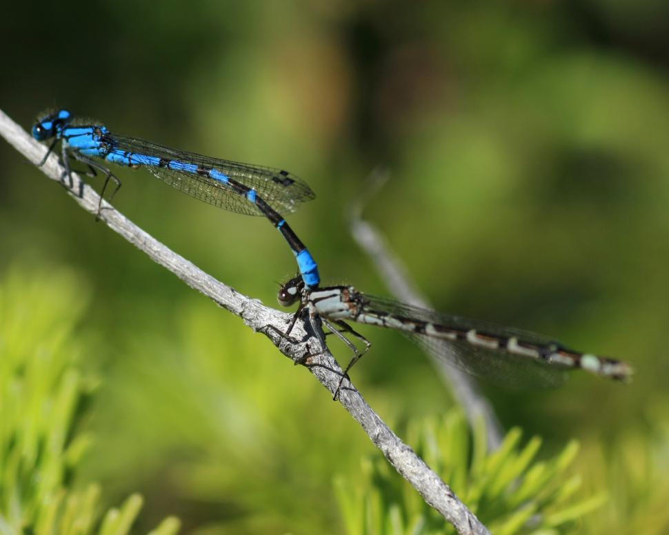 Free Image of Common Blue Damselfly 