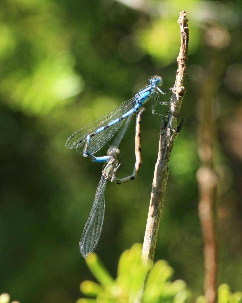 Free Image of Common Blue Damselfly 