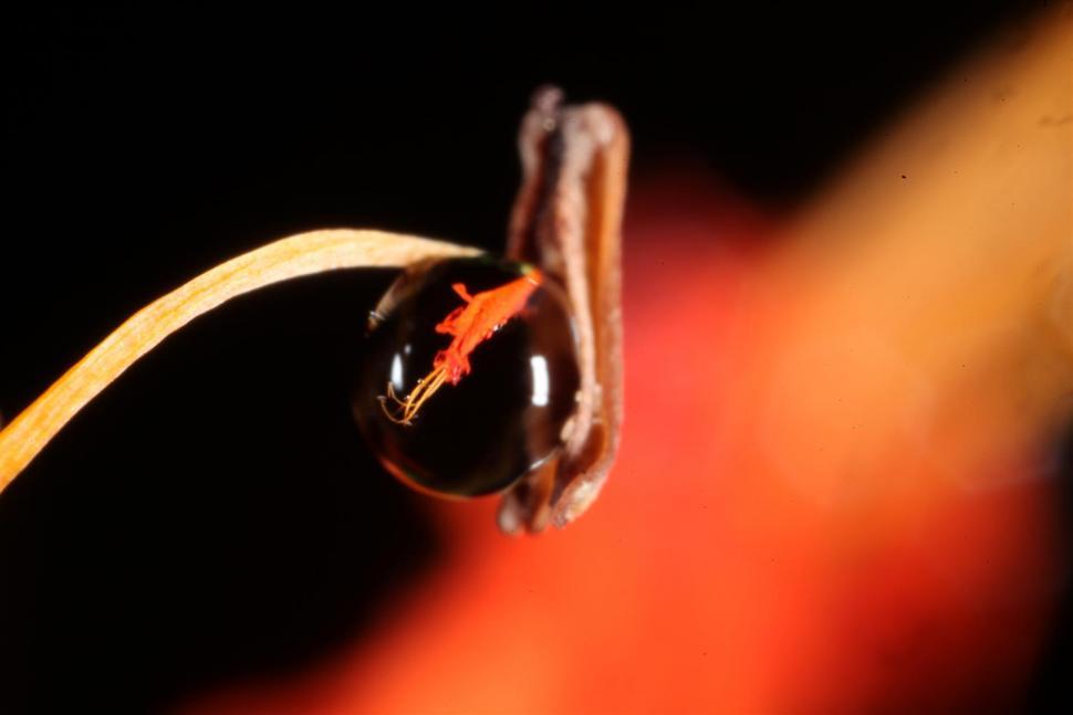 Free Image of Water drops 