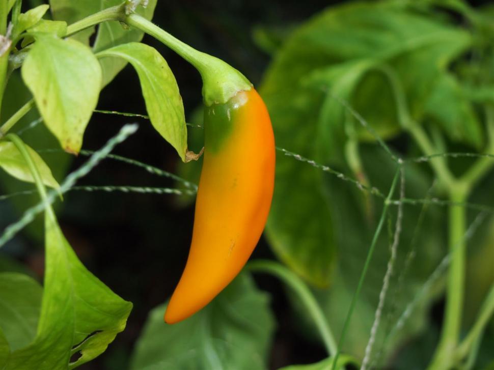 Free Image of Peppers 