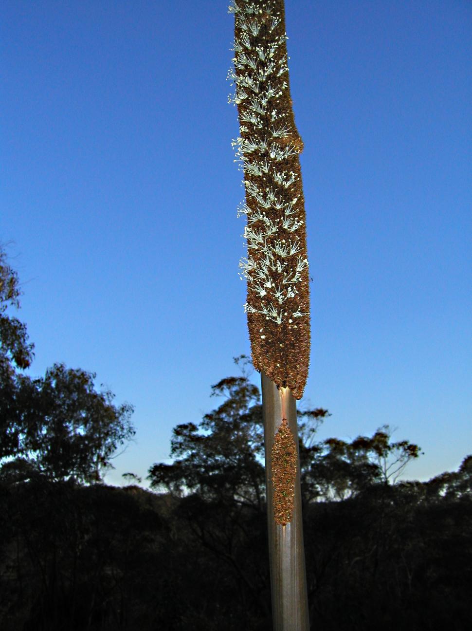 Free Image of Xanthorea in flower 