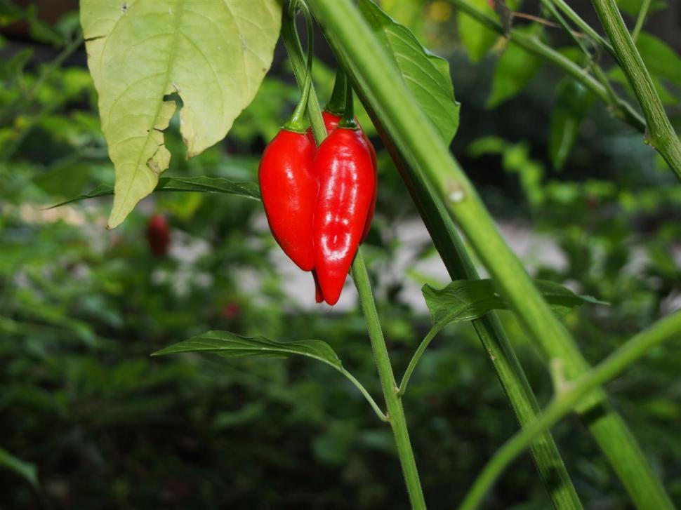 Free Image of Peppers 