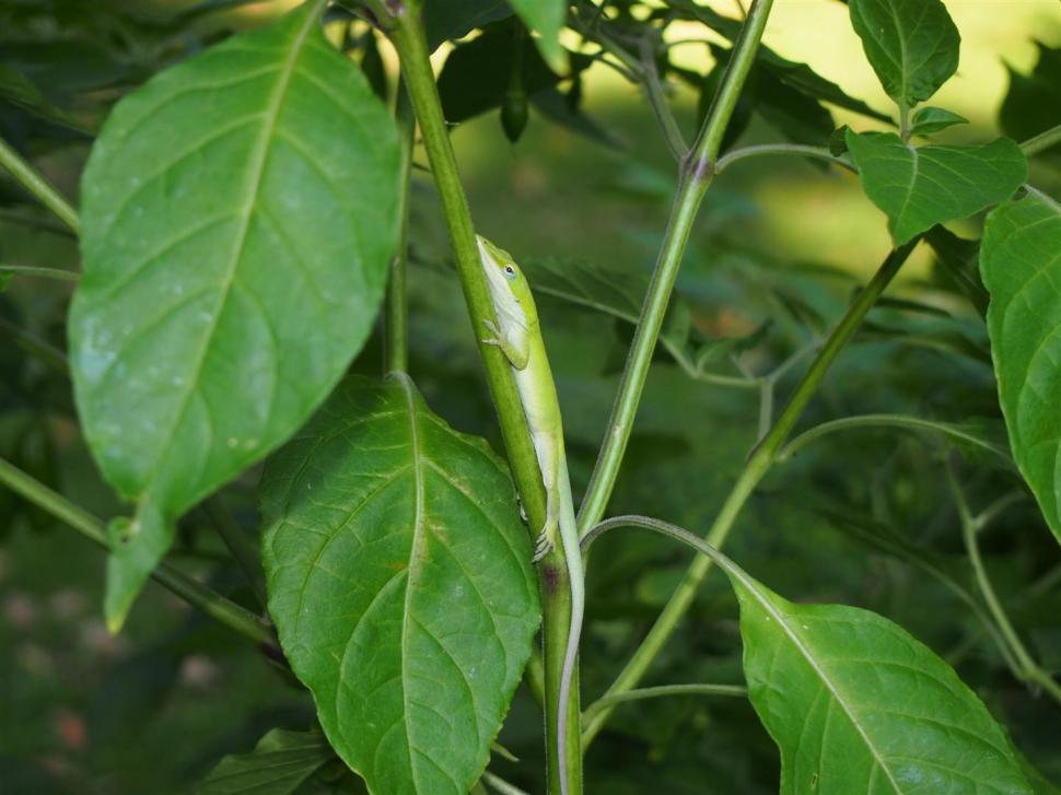Free Image of Green Anole Lizard 