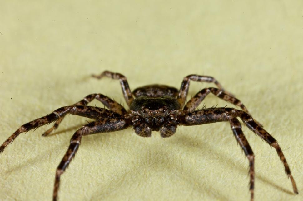 Free Image of Crab Spider 