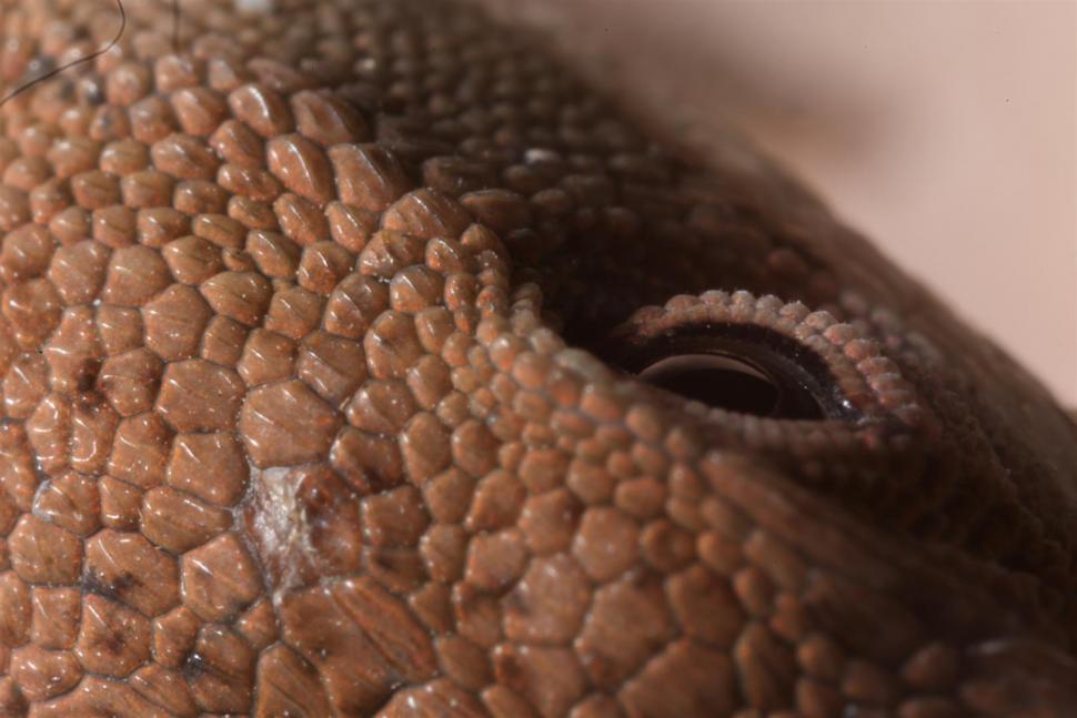 Free Image of Green Anole Lizard Brown Phase 
