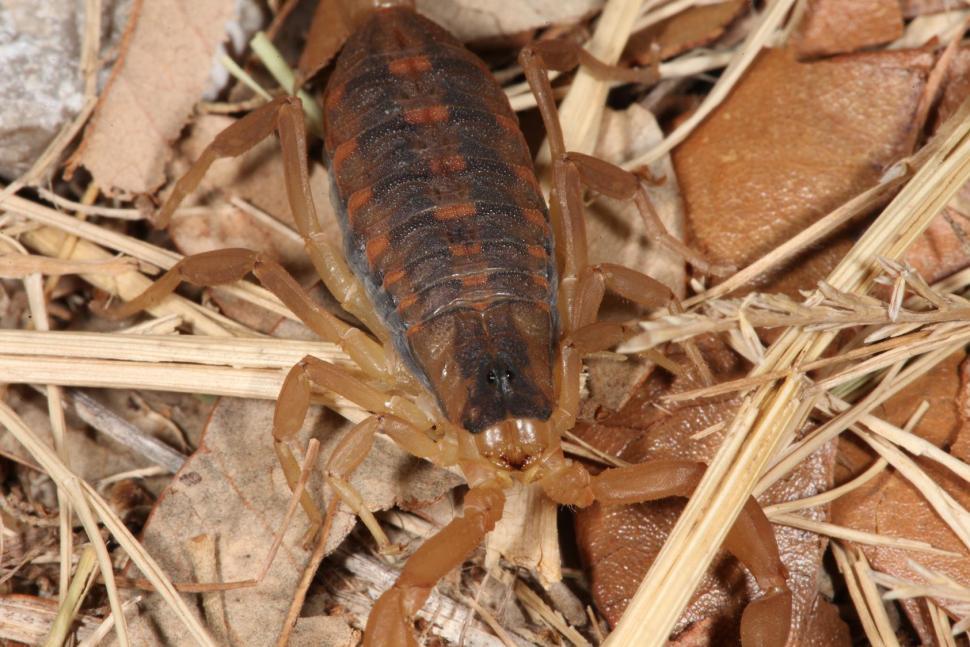 Free Image of Scorpion 