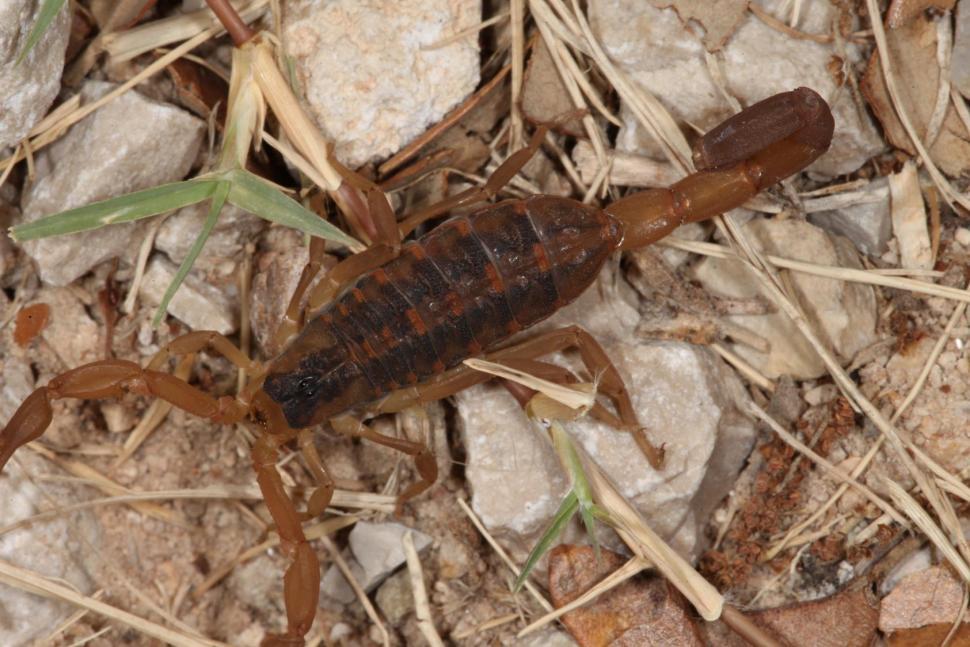 Free Image of Scorpion 