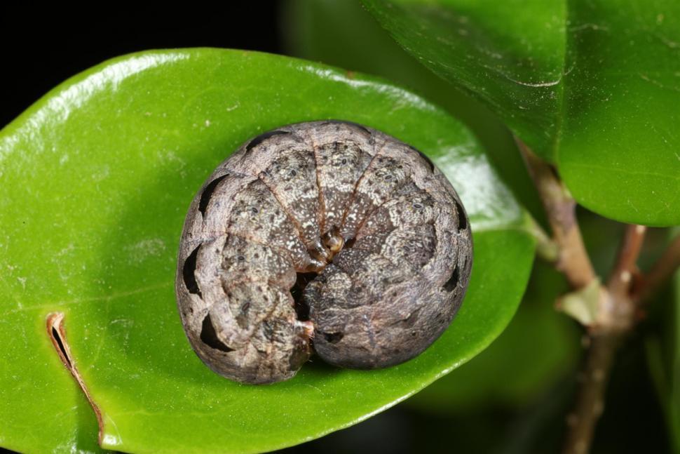 Free Image of Caterpillar 