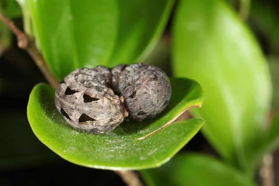 Free Image of Caterpillar 