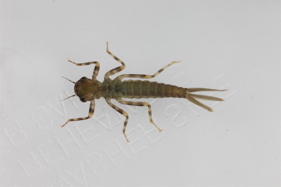 Free Image of Dragonfly Larva 