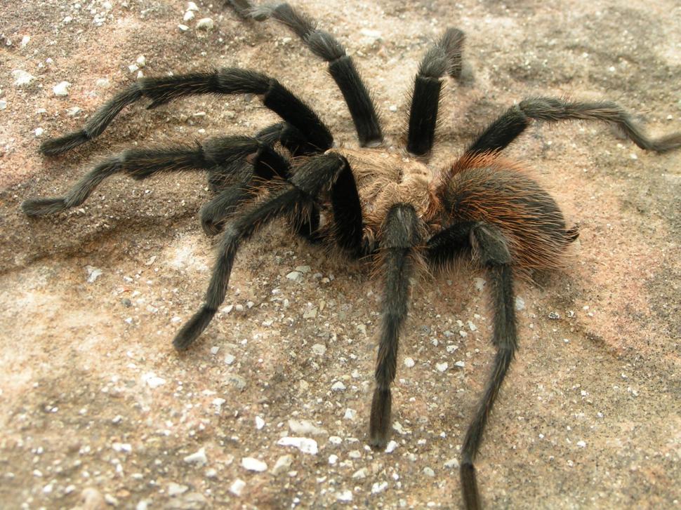 Free Image of Tarantula 