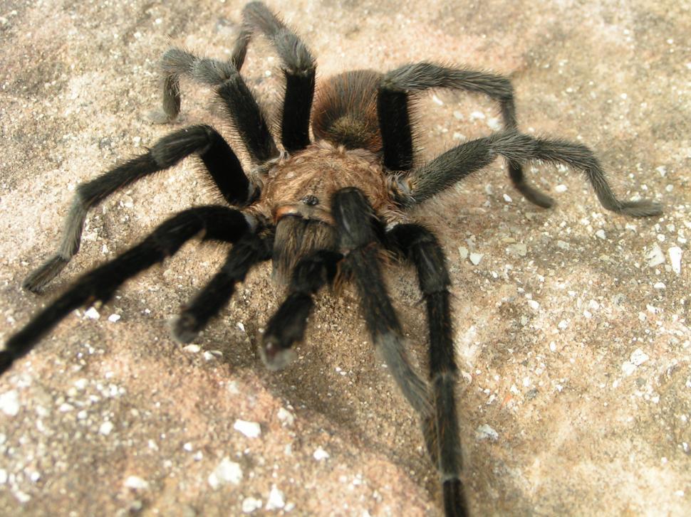 Free Image of Tarantula 